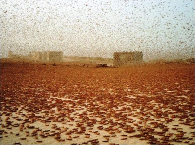 Beware the Locust Invasion