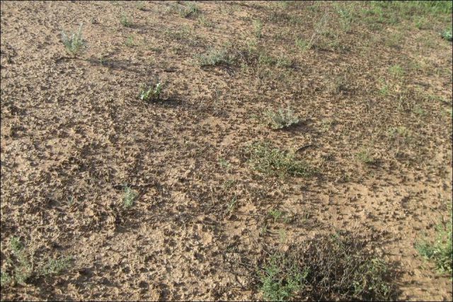 Beware the Locust Invasion