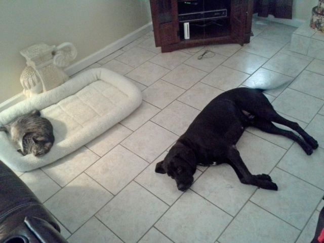 Daily Picdump [WEEKEND EDITION]