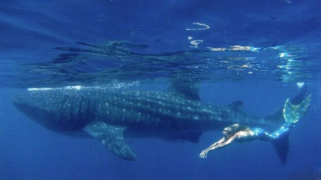 An Authentic Real-Life Professional Mermaid