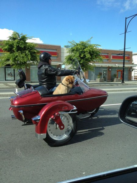 daily picdump 97 pics 15.html - 97 HD Photos | Premium Gallery 2013