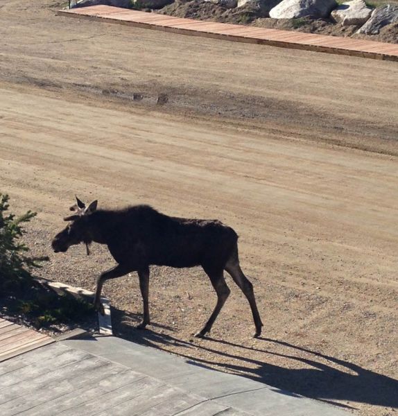 The Moose That Is In Love with a Fake