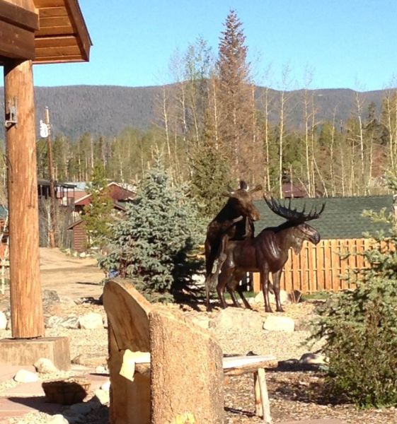 The Moose That Is In Love with a Fake