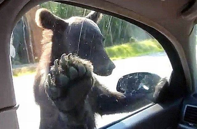 daily picdump 94 pics 9.html - 94 HD Photos | Premium Gallery 2013