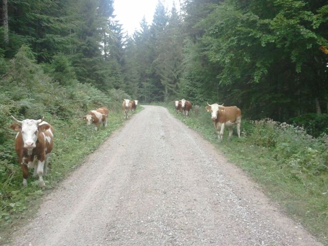 morning picdump 55 pics 2.html - 55 HD Photos | Premium Gallery 2013