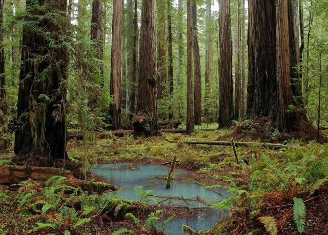 The Amazing Natural Wonders of California, USA