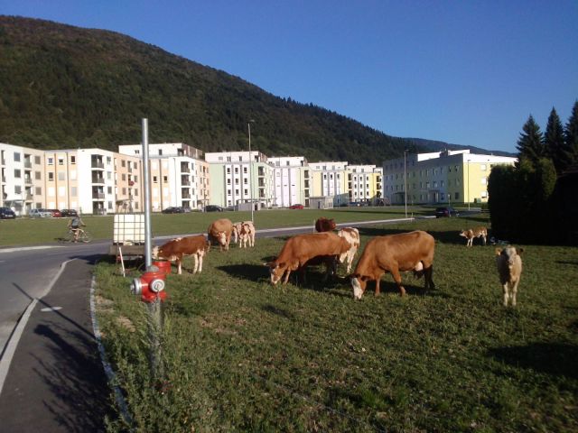 morning picdump 53 pics 11.html - 53 HD Photos | Premium Gallery 2013