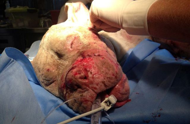 Sweet Story of a Rescued Pit Bull