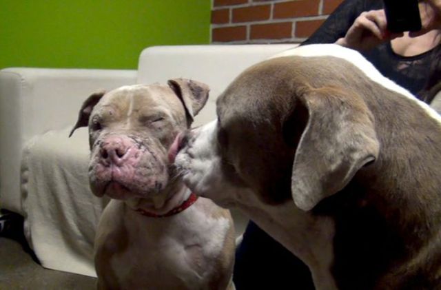Sweet Story of a Rescued Pit Bull