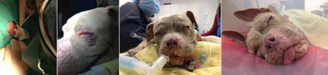 Sweet Story of a Rescued Pit Bull