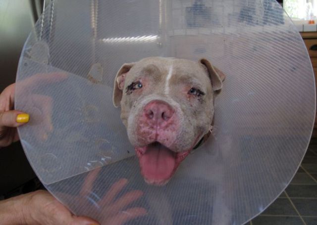 Sweet Story of a Rescued Pit Bull