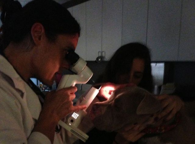 Sweet Story of a Rescued Pit Bull