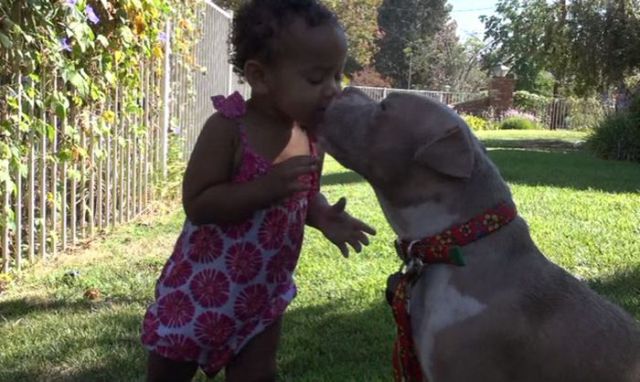 Sweet Story of a Rescued Pit Bull