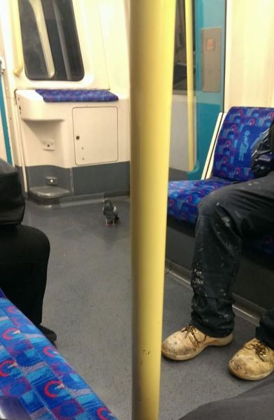 daily picdump weekend edition 95 pics 1.html - 95 HD Photos | Premium Gallery 2013