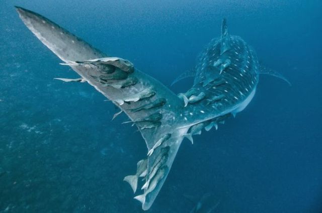 Magnificent Nature Photography