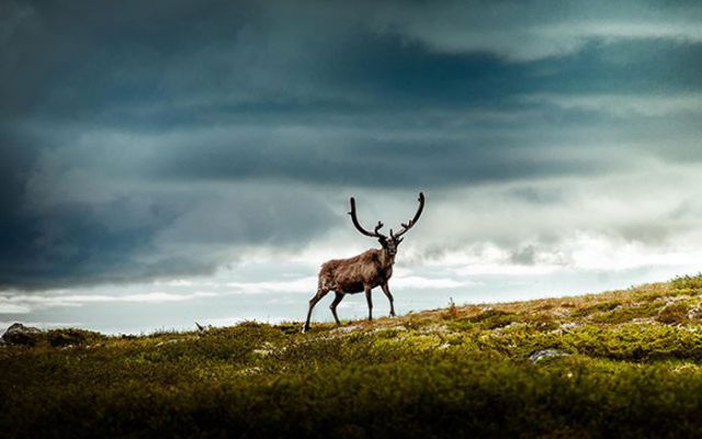 Magnificent Nature Photography