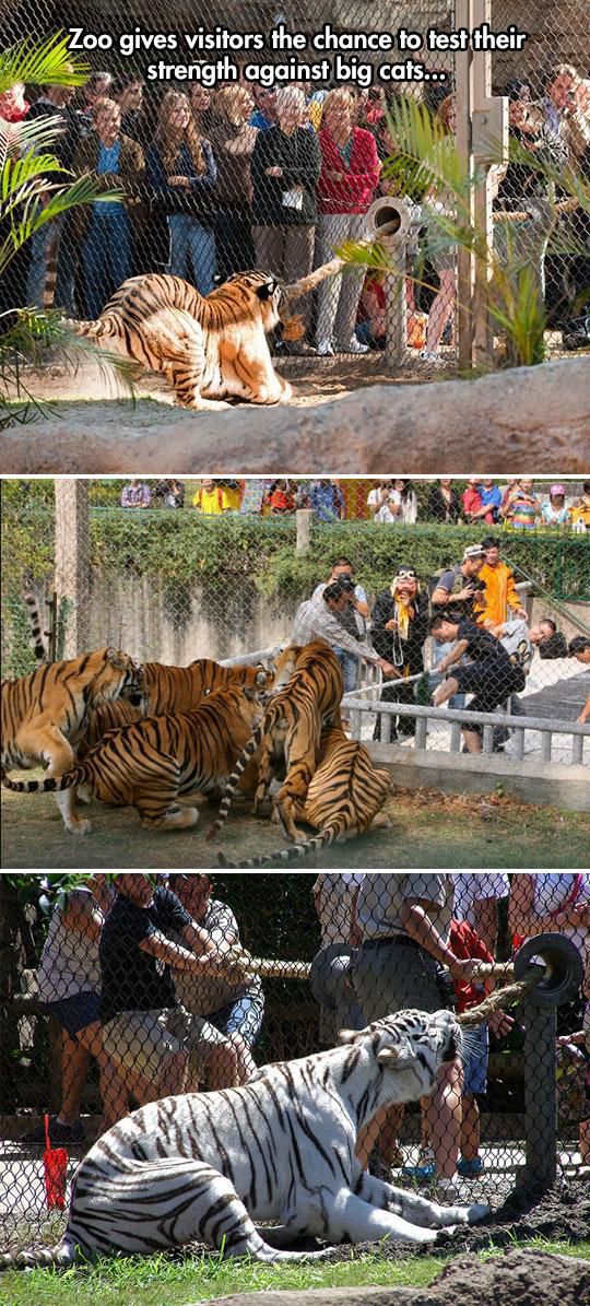 Weird Things That Are Absolutely Real!