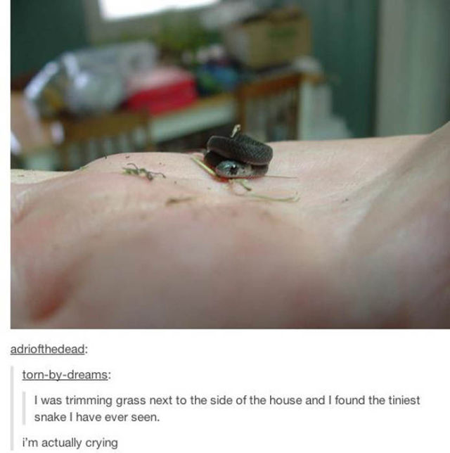 Weird Things That Are Absolutely Real!