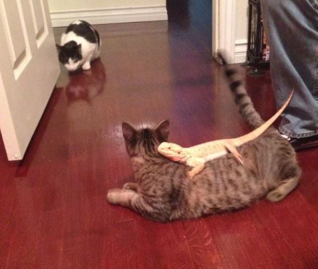 morning picdump 57 pics 8.html - 57 HD Photos | Premium Gallery 2014