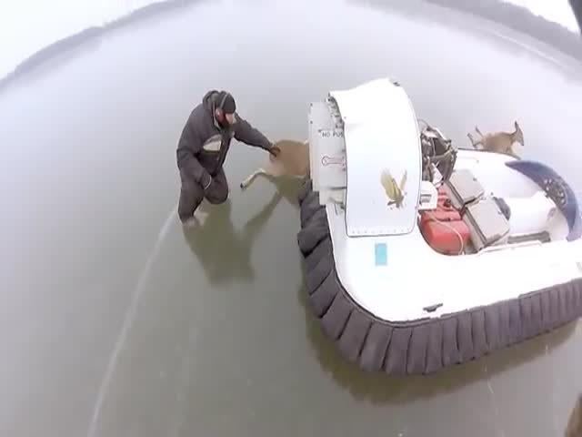 2 Beautiful Deer Rescue Stories (2 videos)