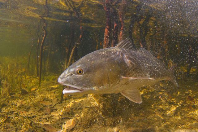 Foods That Are Banned in the USA