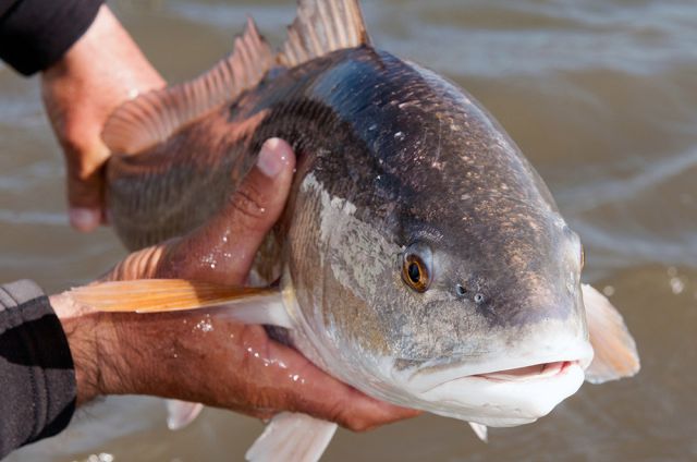 Foods That Are Banned in the USA