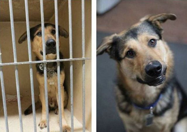 Injured Rescued Animals Before and After Adoption