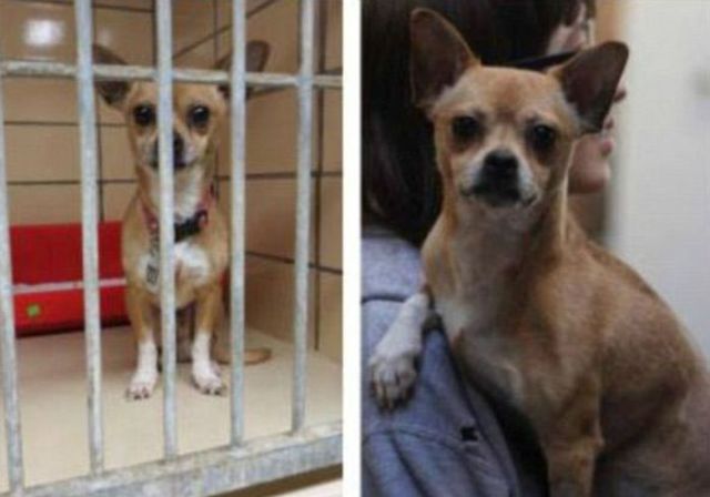 Injured Rescued Animals Before and After Adoption