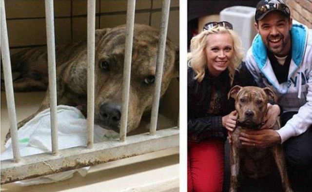 Injured Rescued Animals Before and After Adoption