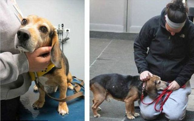 Injured Rescued Animals Before and After Adoption