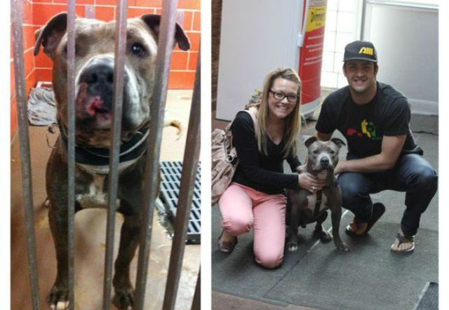 Injured Rescued Animals Before and After Adoption