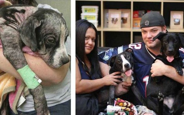 Injured Rescued Animals Before and After Adoption