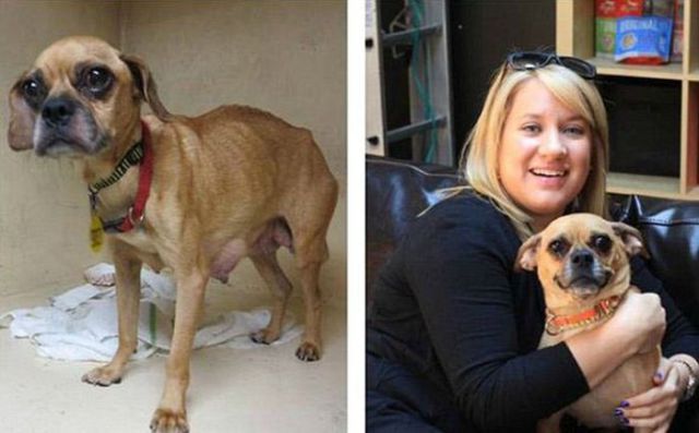 Injured Rescued Animals Before and After Adoption