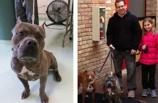 Injured Rescued Animals Before and After Adoption