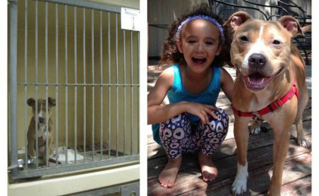 Injured Rescued Animals Before and After Adoption