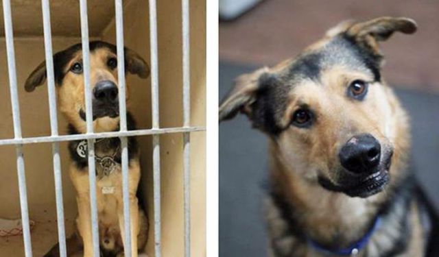 Injured Rescued Animals Before and After Adoption