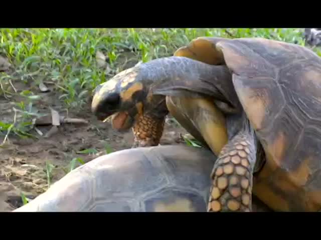 What an Orgasm Looks and Sounds like - Tortoise Edition (VIDEO)