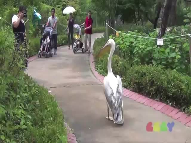 Pimp Pelican Walks around like He Owns the Place (VIDEO)