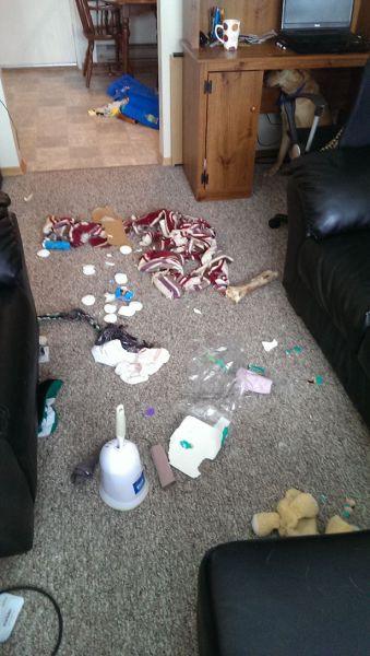 Daily Picdump [WEEKEND EDITION]