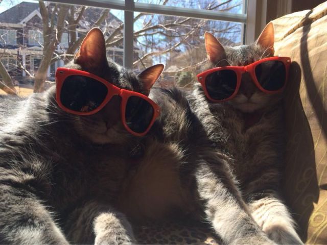 daily picdump weekend edition 101 pics 9.html - 101 HD Photos | Premium Gallery 2014