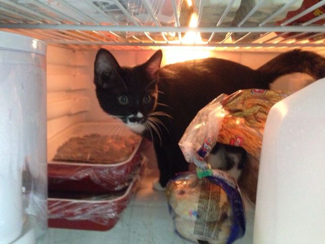 daily picdump weekend edition 101 pics 9.html - 101 HD Photos | Premium Gallery 2014