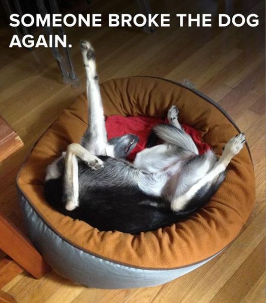 daily picdump weekend edition 101 pics 9.html - 101 HD Photos | Premium Gallery 2014