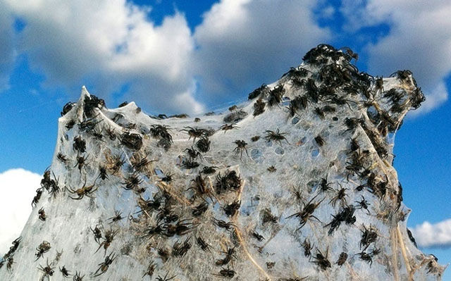 There Is Nothing Normal about Australia