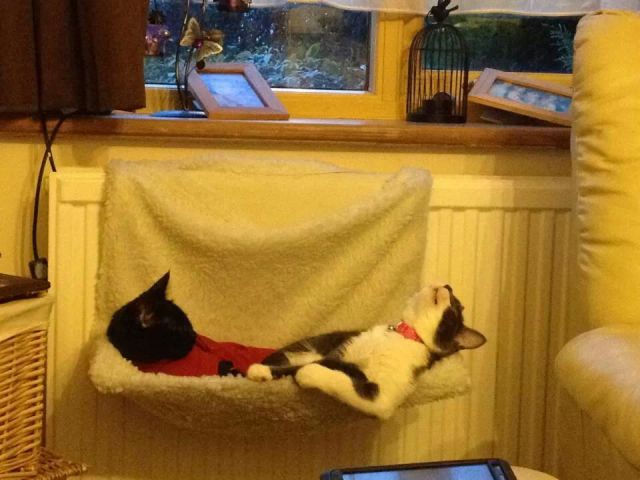 Morning Picdump
