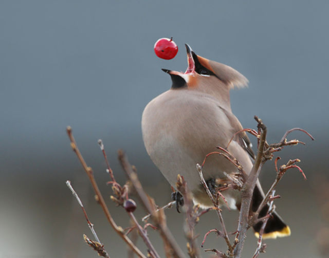 Brilliant Timing Creates Epic Photos