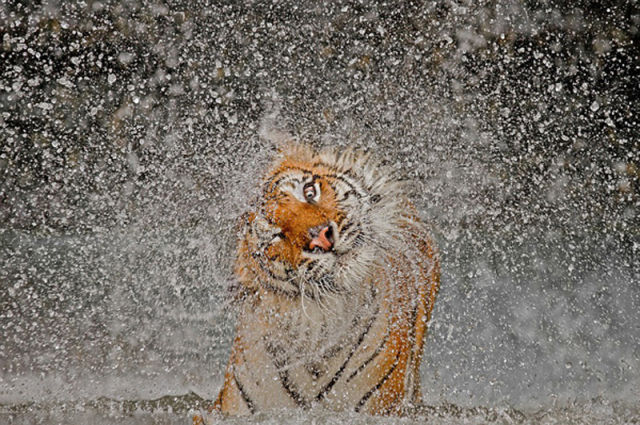 Brilliant Timing Creates Epic Photos