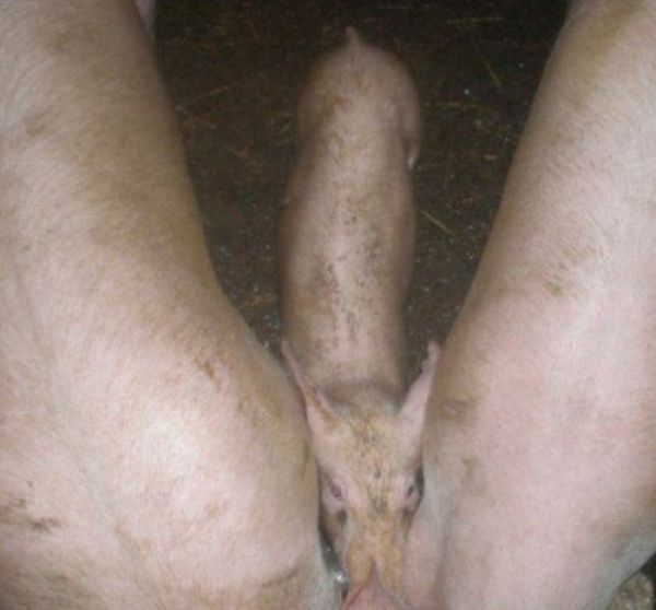 Photos Filled with Sexual Innuendos