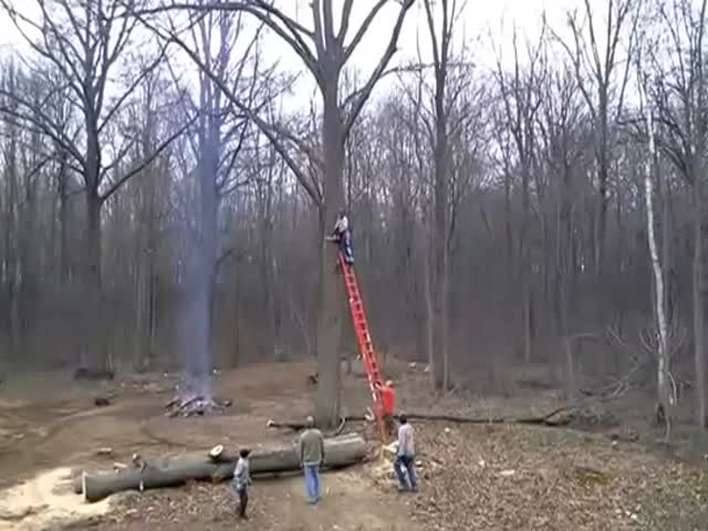 Cutting Tree Goes Wrong (VIDEO)
