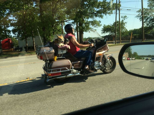 daily picdump 97 pics 21.html - 97 HD Photos | Premium Gallery 2014