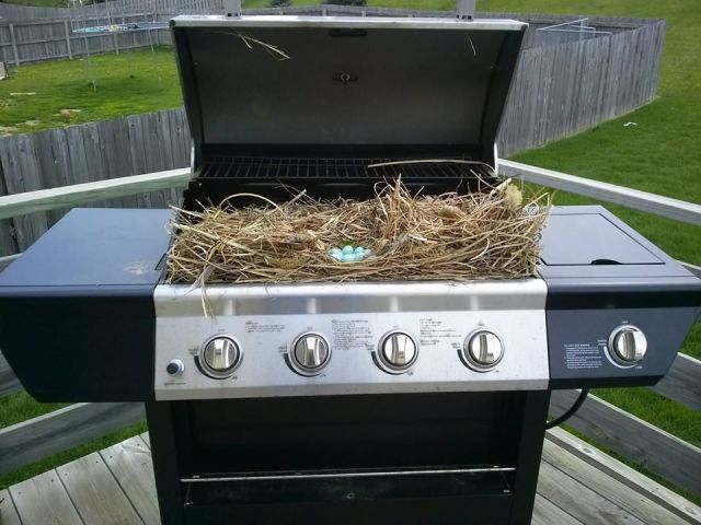 morning picdump 59 pics 32.html - 59 HD Photos | Premium Gallery 2014